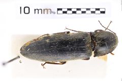 Foto (Dorsalansicht) von Melanotus prosternalis (NHMW-ZOO-COL-0007654)